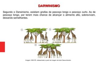 Segundo o Darwinismo, existiam girafas de pescoço longo e pescoço curto. As de
pescoço longo, por terem mais chance de alcançar o alimento alto, sobreviviam,
deixando semelhantes.
Imagem: SEE-PE, redesenhado a partir de imagem de Autor Desconhecido.
DARWINISMODARWINISMO
 