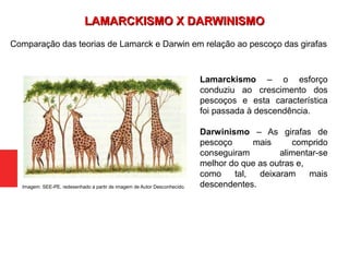 Comparação das teorias de Lamarck e Darwin em relação ao pescoço das girafas
Lamarckismo – o esforço
conduziu ao crescimento dos
pescoços e esta característica
foi passada à descendência.
Darwinismo – As girafas de
pescoço mais comprido
conseguiram alimentar-se
melhor do que as outras e,
como tal, deixaram mais
descendentes.Imagem: SEE-PE, redesenhado a partir de imagem de Autor Desconhecido.
LAMARCKISMO X DARWINISMOLAMARCKISMO X DARWINISMO
 