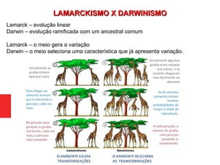 Lamarck – evolução linear
Darwin – evolução ramificada com um ancestral comum
Lamarck – o meio gera a variação
Darwin – o meio seleciona uma característica que já apresenta variação.
LAMARCKISMO X DARWINISMOLAMARCKISMO X DARWINISMO
 