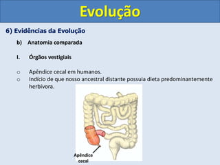 6) Evidências da Evolução
b) Anatomia comparada
I. Órgãos vestigiais
o Apêndice cecal em humanos.
o Indício de que nosso ancestral distante possuia dieta predominantemente
herbívora.
Evolução
Apêndice
cecal
 