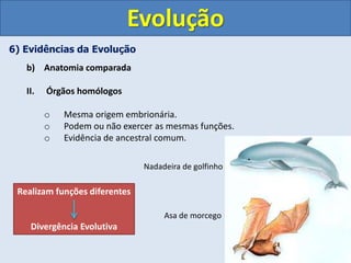 6) Evidências da Evolução
b) Anatomia comparada
II. Órgãos homólogos
o Mesma origem embrionária.
o Podem ou não exercer as mesmas funções.
o Evidência de ancestral comum.
Evolução
Asa de morcego
Nadadeira de golfinho
Realizam funções diferentes
Divergência Evolutiva
 