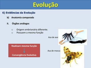 6) Evidências da Evolução
b) Anatomia comparada
II. Órgãos análogos
o Origem embrionária diferente.
o Possuem a mesma função
Evolução
Asa de mosca
Asa de ave
Realizam mesma função
Convergência Evolutiva
 