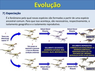 7) Especiação
É o fenômeno pelo qual novas espécies são formadas a partir de uma espécie
ancestral comum. Para que isso aconteça, são necessários, respectivamente, o
isolamento geográfico e o isolamento reprodutivo.
Evolução
 