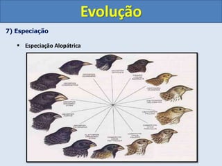 7) Especiação
 Especiação Alopátrica
Evolução
 
