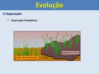 7) Especiação
 Especiação Parapátrica
Evolução
 