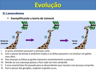 3) Lamarckismo
 Exemplificando a teoria de Lamarck
Evolução
I. As girafas ancestrais possuíam o pescoço curto.
II. Com o passar do tempo o ambiente mudou e as folhas passaram a se localizar em galhos
mais altos.
III. Para alcançar as folhas as girafas esticavam constantemente o pescoço.
IV. Devido ao uso o pescoço passou a ficar cada vez mais comprido.
V. E essa característica foi passada para os descendentes que nasciam com pescoço comprido.
VI. Com o passar das gerações, surgiram as girafas atuais.
 