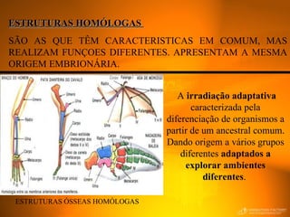ESTRUTURAS HOMÓLOGAS  SÃO AS QUE TÊM CARACTERISTICAS EM COMUM, MAS REALIZAM FUNÇOES DIFERENTES. APRESENTAM A MESMA ORIGEM EMBRIONÁRIA. ESTRUTURAS ÓSSEAS HOMÓLOGAS A  irradiação adaptativa  caracterizada pela diferenciação de organismos a partir de um ancestral comum. Dando origem a vários grupos diferentes  adaptados a explorar ambientes diferentes .  