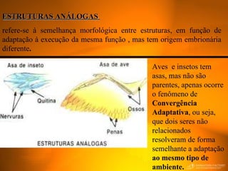 ESTRUTURAS ANÁLOGAS  refere-se à semelhança morfológica entre estruturas, em função de adaptação à execução da mesma função , mas tem origem embrionária diferente . Aves  e insetos tem asas, mas não são parentes, apenas ocorre o fenômeno de  Convergência Adaptativa , ou seja, que dois seres não relacionados resolveram de forma semelhante a adaptação  ao mesmo tipo de ambiente. 