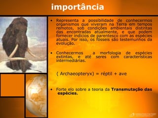 importância  Representa a possibilidade de conhecermos organismos que viveram na Terra em tempos remotos, sob condições ambientais distintas das encontradas atualmente, e que podem fornecer indícios de parentesco com as espécies atuais. Por isso, os fósseis são testemunhos da evolução. Conhecermos  a morfologia de espécies extintas, e até seres com características intermediárias. ( Archaeopteryx) = réptil + ave Forte elo sobre a teoria da  Transmutação das  espécies. 