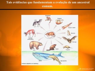 Tais evidências que fundamentam a evolução de um ancestral comum. 