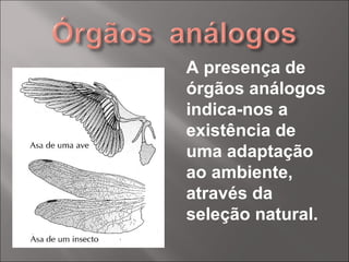 A presença de órgãos análogos indica-nos a existência de uma adaptação ao ambiente, através da seleção natural. 
