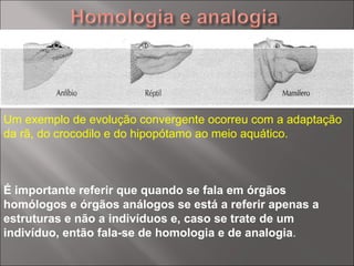 É importante referir que quando se fala em órgãos homólogos e órgãos análogos se está a referir apenas a estruturas e não a indivíduos e, caso se trate de um indivíduo, então fala-se de homologia e de analogia .  Um exemplo de evolução convergente ocorreu com a adaptação da rã, do crocodilo e do hipopótamo ao meio aquático.  