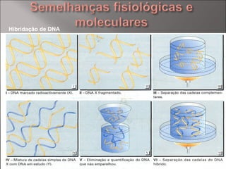Hibridação de DNA 