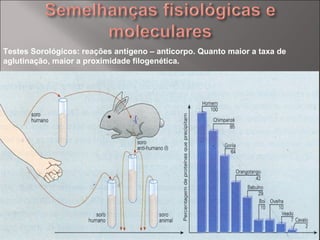 Testes Sorológicos: reações antígeno – anticorpo. Quanto maior a taxa de aglutinação, maior a proximidade filogenética. 