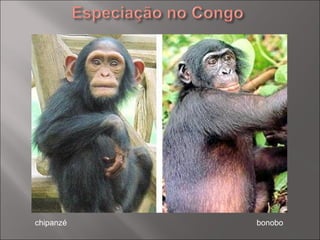 chipanzé bonobo 