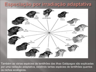 Também as várias espécies de tentilhões das ilhas Galápagos são explicadas por uma radiação adaptativa, existindo tantas espécies de tentilhões quantos os nichos ecológicos. 