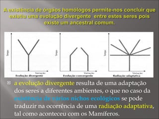 a evolução divergente  resulta de uma adaptação dos seres a diferentes ambientes, o que no caso da  existência de vários nichos ecológicos  se pode traduzir na ocorrência de uma  radiação adaptativa , tal como aconteceu com os Mamíferos. 