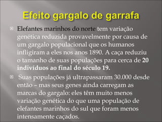Elefantes marinhos do norte  tem variação genética reduzida provavelmente por causa de um gargalo populacional que os humanos infligiram a eles nos anos 1890. A caça reduziu o tamanho de suas populações para cerca de  20 indivíduos ao final do século 19. Suas populações já ultrapassaram 30.000 desde então – mas seus genes ainda carregam as marcas do gargalo: eles têm muito menos variação genética do que uma população de elefantes marinhos do sul que foram menos intensamente caçados. 