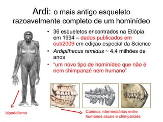 Ardi: o mais antigo esqueleto
razoavelmente completo de um hominídeo
• 36 esqueletos encontrados na Etiópia
em 1994 – dados publicados em
out/2009 em edição especial da Science
• Ardipithecus ramidus ~ 4,4 milhões de
anos
• “um novo tipo de hominídeo que não é
nem chimpanzé nem humano”
bipedalismo Caninos intermediários entre
humanos atuais e chimpanzés
 