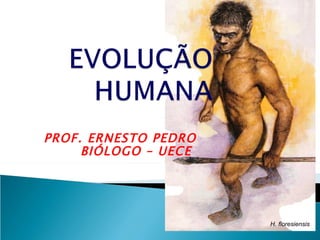 PROF. ERNESTO PEDRO
     BIÓLOGO – UECE




                      H. floresiensis
 