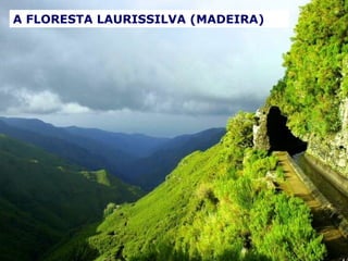 A FLORESTA LAURISSILVA (MADEIRA) 