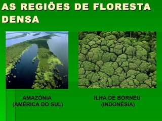 AS REGIÕES DE FLORESTA DENSA AMAZÓNIA  (AMÉRICA DO SUL) ILHA DE BORNÉU  (INDONÉSIA) 