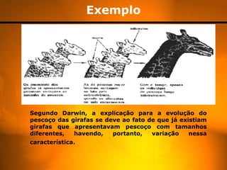 Exemplo
Segundo Darwin, a explicação para a evolução do
pescoço das girafas se deve ao fato de que já existiam
girafas que apresentavam pescoço com tamanhos
diferentes, havendo, portanto, variação nessa
característica.
 