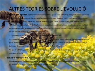 ALTRES TEORIES SOBRE L’EVOLUCIÓ Teoria del gen egoista .  La teoria neodarwinista afirma que la base sobre la que es produeix l’evolució no és l’individu, sinó la població. La teoria del gen egoista (Richard Dawkins, 1989) explica que ni la població, ni l’individu, ni la cèl·lula tenen una entitat. Només els gens tenen existència real, i les cèl·lules, els individus i els comportaments dels individus en les poblacions, són complexes construccions que realitzen els gens per garantir la seva supervivència i proliferació. Són els gens els que evolucionen (per mutació) i els que tracten d’imposar-se davant d’altres variants. “ La gallina no és més que un invent de l’ou per poder produir més ous” Les conseqüències serien radicals: l’amor, l’amistat o l’altruisme no serien més que mecanismes necessaris per al manteniment dels gens i la seva multiplicació, mentre que l’odi i la rivalitat seria un mecanisme de defensa o de supervivència per a evitar la proliferació de gens diferents. Pel que fa a l’home, sembla l’únic organisme capaç de fer front als dictats dels gens egoistes, gràcies a la nostra consciència. Teoria del neutralisme.  Si tenim en compte que les mutacions es produeixen a l‘atzar, unes són favorables i altres desfavorables, per la qual cosa, l’espècie no pot millorar per aquesta causa. És l’atzar qui determina la direcció de l’evolució en un sentit o en altre. 