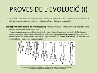 PROVES DE L’EVOLUCIÓ (I) L’evolució no ha estat demostrada d’una manera científica ni matemàtica. No obstant això, hi ha una sèrie de fets que indueixen a creure en la seva existència. Algunes d’aquestes proves són:   a) El registre fòssil (Proves paleontològiques) .  Hem d’admetre que els fòssils trobats al llarg del temps no coincideixen amb les formes actuals. ·  En alguns casos ha estat possible reconstruir les sèries filogenètiques, que són sèries de fòssils que es poden ordenar de més antics a més moderns, amb canvis  sempre en el mateix sentit . Com a exemples, podem assenyalar les sèries dels èquids i del cargol  planorbis . Les  formes intermèdies  fan pensar en una evolució lenta i progressiva ( microevolució ). Diferents estadis de la transformació de la pota pentadàctila dels èquids primitius en la monodactilia dels actuals. a) Eohippus, b) Orohippus, c) Mesohippus, d) Miohippus, e) Hyohippus, f) Neohipparion, g) Pliohippus. En totes les figures els signes I a V designen els dits 1r (polze) a 5è (menovell) 