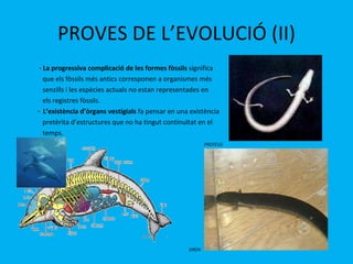 PROVES DE L’EVOLUCIÓ (II) · La progressiva complicació de les formes fòssils  significa  que els fòssils més antics corresponen a organismes més  senzills i les espècies actuals no estan representades en  els registres fòssils. ·   L’existència d’òrgans vestigials  fa pensar en una existència  pretèrita d’estructures que no ha tingut continuïtat en el  temps. PROTEUS   SIREN 