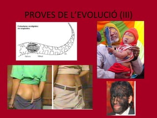 PROVES DE L’EVOLUCIÓ (III) 