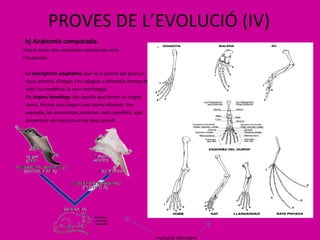 PROVES DE L’EVOLUCIÓ (IV) -   b) Anatomia comparada. Farem servir dos conceptes relacionats amb l’anatomia: ·   La divergència adaptativa  que és el procés pel qual un  tipus primitiu d’òrgan s’ha adaptat a diferents formes de vida i ha modificat la seva morfologia. Els  òrgans homòlegs  són aquells que tenen un origen  comú, Encara que tinguin una forma diferent. Per  exemple, les extremitats anteriors dels mamífers, que  presenten una estructura de tipus quiridi. evolució divergent 