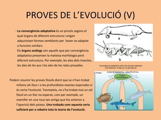 PROVES DE L’EVOLUCIÓ (V) ·   La convergència adaptativa  és un procés segons el  qual òrgans de diferent estructura i origen  adquireixen formes semblants per  haver-se adaptat  a funcions similars.  Els  òrgans anàlegs  són aquells que per convergència  adaptativa presenten la mateixa morfologia però  diferent estructura. Per exemple, les ales dels insectes, les ales de les aus i les ales de les rates pinyades. Podem resumir les proves fòssils dient que se n’han trobat  milions als llocs i a les profunditats exactes esperades si  és certa l’evolució. Tanmateix, no s’ha trobat mai un sol  fòssil en un lloc no esperat, com per exemple, un  mamífer en una roca tan antiga que fos anterior a  l’aparició dels peixos.  Una trobada com aquesta seria  suficient per a rebatre tota la teoria de l’evolució. Convergència adaptativa entre dos animals salpadors molt diferents: el talp (a) i el grill-talp (b) 