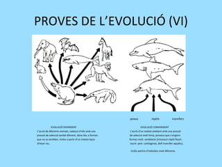 PROVES DE L’EVOLUCIÓ (VI) peixos  rèptils  mamífers EVOLUCIÓ DIVERGENT   EVOLUCIÓ CONVERGENT L’acció de diferents animals, cadascú d’ells amb una   L’acció d’un mateix ambient amb una pressió  pressió de selecció també diferent, dóna lloc a formes  de selecció molt forta, provoca que s’originin que no se semblen, inclòs a partir d’un mateix tipus    formes molt  semblants (ictiosauri-rèptil fòssil-, d’ésser viu.    tauró -peix  cartilaginós, dofí-mamífer aquàtic),  inclòs partint d’individus molt diferents. 