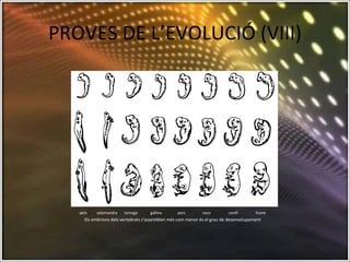 PROVES DE L’EVOLUCIÓ (VIII) peix  salamandra  tortuga  gallina  porc  vaca  conill  home  Els embrions dels vertebrats s’assemblen més com menor és el grau de desenvolupament 