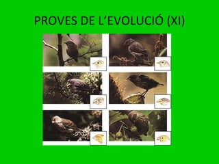 PROVES DE L’EVOLUCIÓ (XI) 