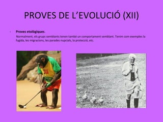 PROVES DE L’EVOLUCIÓ (XII) Proves etològiques .  Normalment, els grups semblants tenen també un comportament semblant. Tenim com exemples la fugida, les migracions, les parades nupcials, la protecció, etc. 