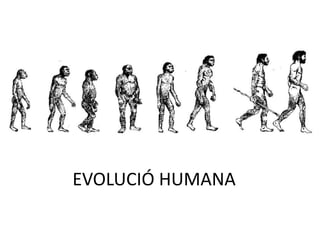 EVOLUCIÓ HUMANA
 