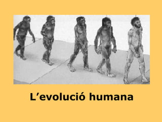 L’evolució humana 