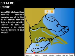 EVOLUCIÓ DEL DELTA DE L’EBRE Vers el 500 dC, la contínua aportació estacional (recordeu que el riu Ebre és un corrent continuo d’aigua de cabal variable), sobretot de llims en suspensió a les aigües fluvials, facilitava la seva extensió. 
