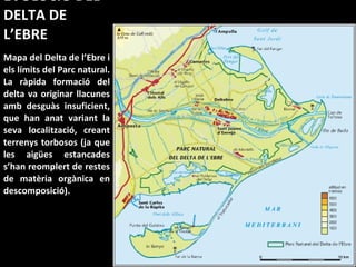 EVOLUCIÓ DEL DELTA DE L’EBRE Mapa del Delta de l’Ebre i els límits del Parc natural. La ràpida formació del delta va originar llacunes amb desguàs insuficient, que han anat variant la seva localització, creant terrenys torbosos (ja que les aigües estancades s’han reomplert de restes de matèria orgànica en descomposició). 