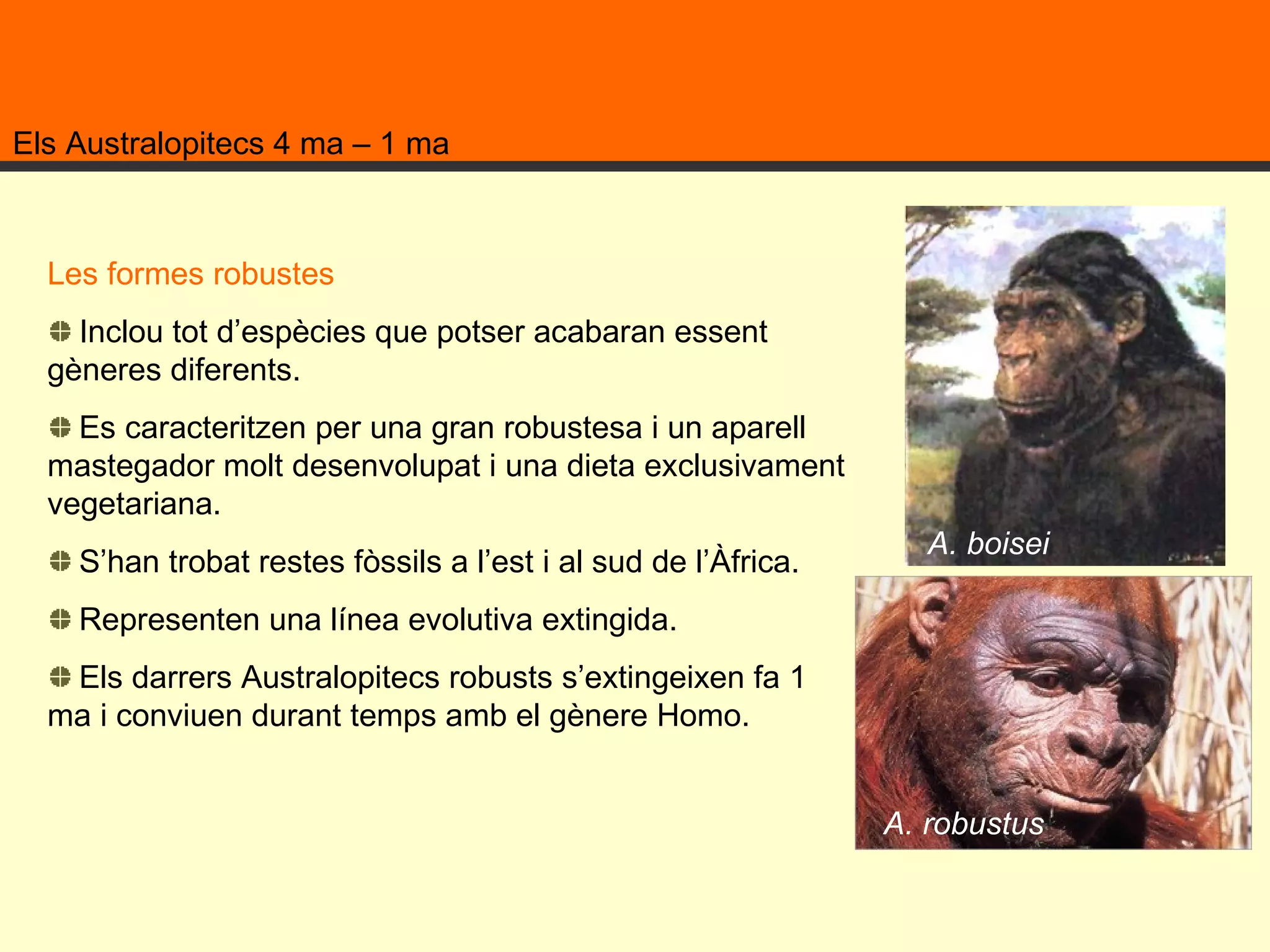Els Australopitecs 4 ma – 1 ma A. boisei A. robustus Les formes robustes Inclou tot d’espècies que potser acabaran essent gèneres diferents.  Es caracteritzen per una gran robustesa i un aparell mastegador molt desenvolupat i una dieta exclusivament vegetariana. S’han trobat restes fòssils a l’est i al sud de l’Àfrica.  Representen una línea evolutiva extingida.  Els darrers Australopitecs robusts s’extingeixen fa 1 ma i conviuen durant temps amb el gènere Homo.  