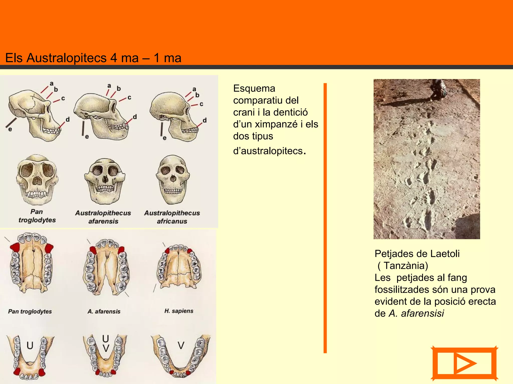Els Australopitecs 4 ma – 1 ma Petjades de Laetoli ( Tanzània) Les  petjades al fang fossilitzades són una prova evident de la posició erecta de  A. afarensisi   Esquema comparatiu del crani i la dentició d’un ximpanzé i els dos tipus d’australopitecs .  