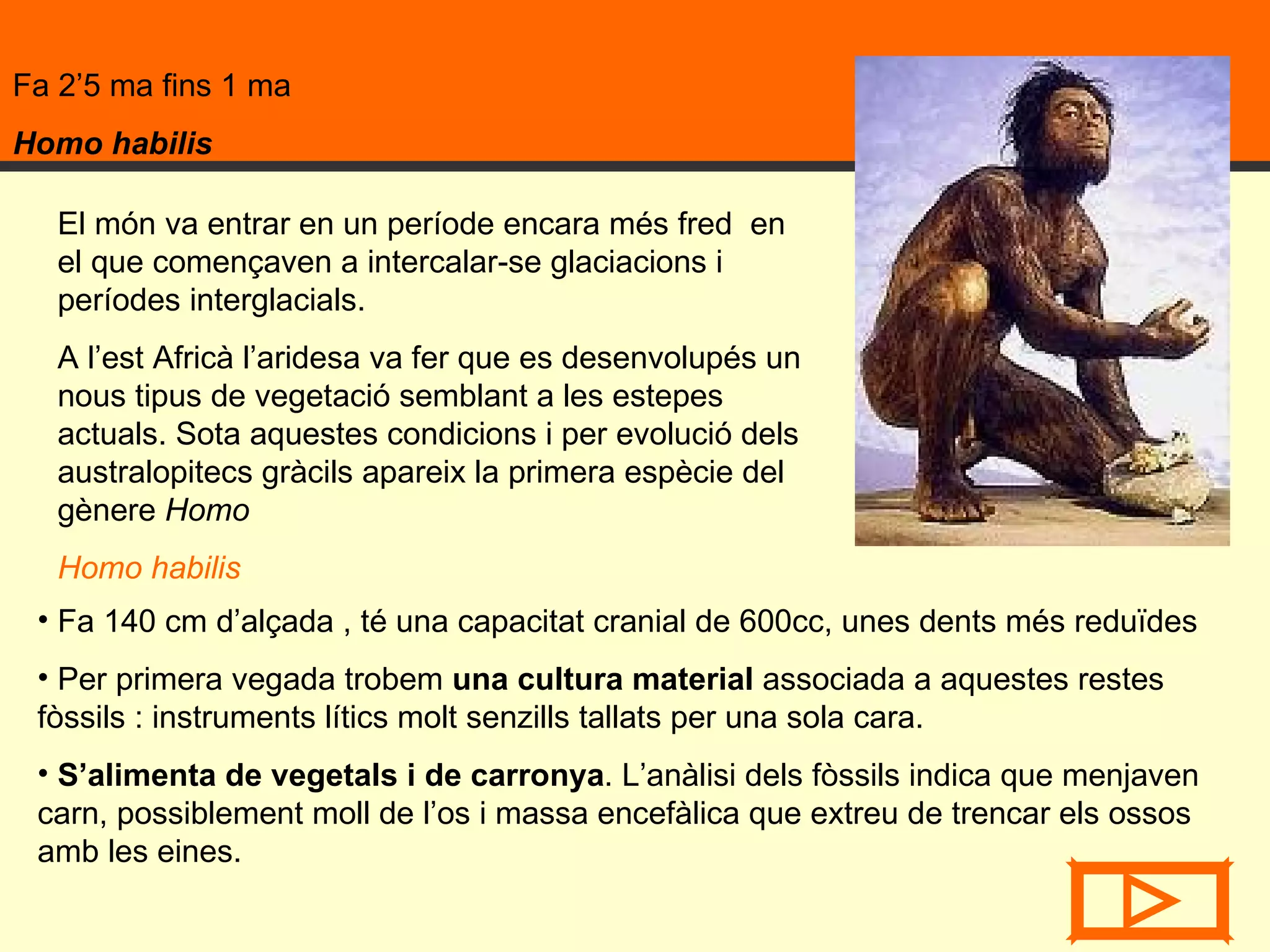 Fa 2’5 ma fins 1 ma  Homo habilis Fa 140 cm d’alçada , té una capacitat cranial de 600cc, unes dents més reduïdes  Per primera vegada trobem  una cultura material  associada a aquestes restes fòssils : instruments lítics molt senzills tallats per una sola cara. S’alimenta de vegetals i de carronya . L’anàlisi dels fòssils indica que menjaven carn, possiblement moll de l’os i massa encefàlica que extreu de trencar els ossos amb les eines.  El món va entrar en un període encara més fred  en el que començaven a intercalar-se glaciacions i períodes interglacials.  A l’est Africà l’aridesa va fer que es desenvolupés un nous tipus de vegetació semblant a les estepes actuals. Sota aquestes condicions i per evolució dels australopitecs gràcils apareix la primera espècie del gènere  Homo Homo habilis 