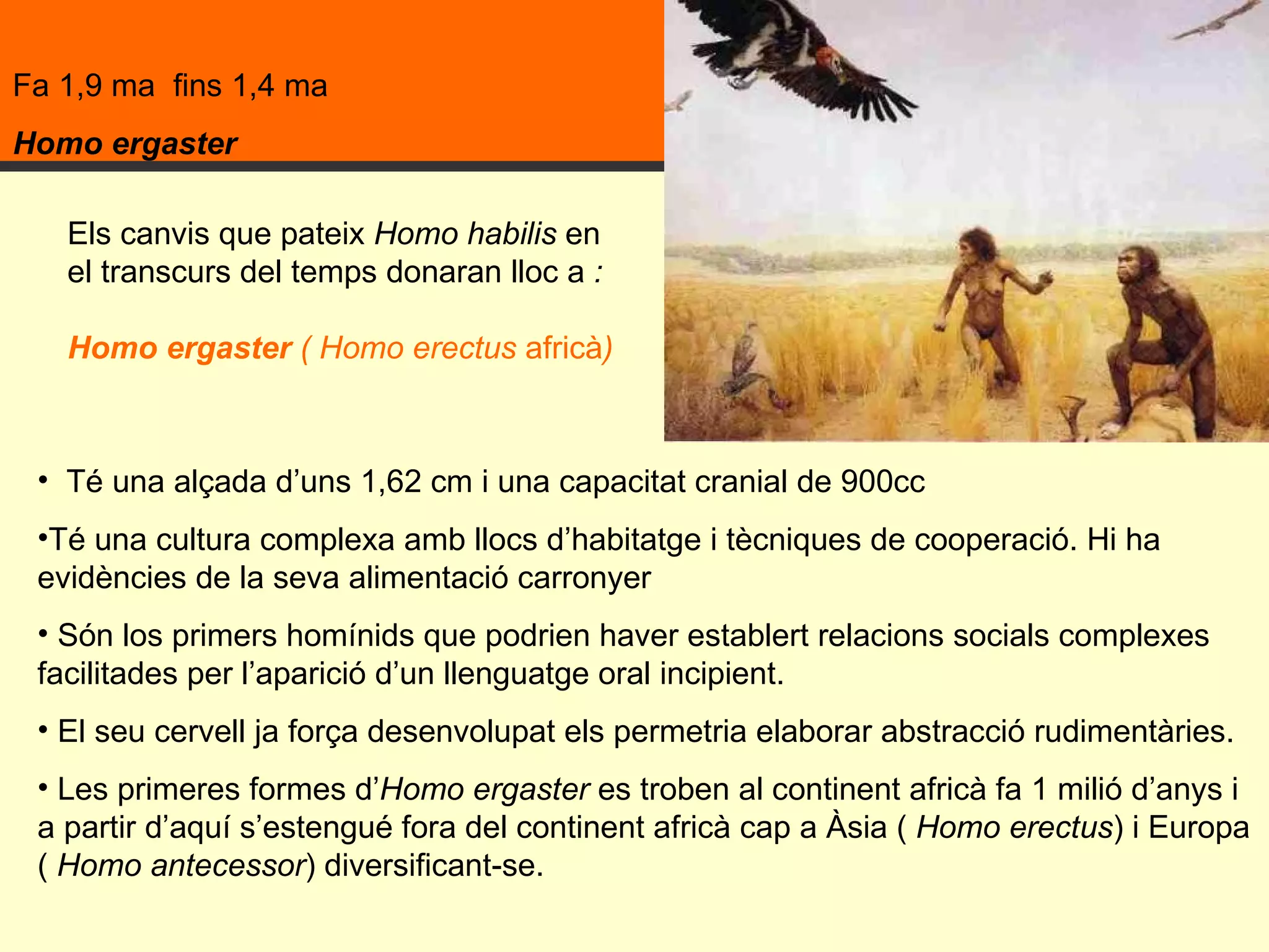 Fa 1,9 ma  fins 1,4 ma  Homo ergaster Té una alçada d’uns 1,62 cm i una capacitat cranial de 900cc Té una cultura complexa amb llocs d’habitatge i tècniques de cooperació. Hi ha evidències de la seva alimentació carronyer  Són los primers homínids que podrien haver establert relacions socials complexes facilitades per l’aparició d’un llenguatge oral incipient.  El seu cervell ja força desenvolupat els permetria elaborar abstracció rudimentàries. Les primeres formes d’ Homo   ergaster  es troben al continent africà fa 1 milió d’anys i  a partir d’aquí s’estengué fora del continent africà cap a Àsia (  Homo erectus ) i Europa (  Homo antecessor ) diversificant-se.  Els canvis que pateix  Homo habilis  en el transcurs del temps donaran lloc a  : Homo ergaster  ( Homo erectus  africà )   