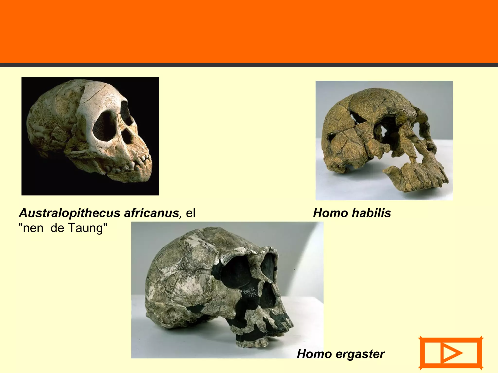 Australopithecus africanus ,  el &quot;nen  de Taung&quot;  Homo habilis Homo ergaster  