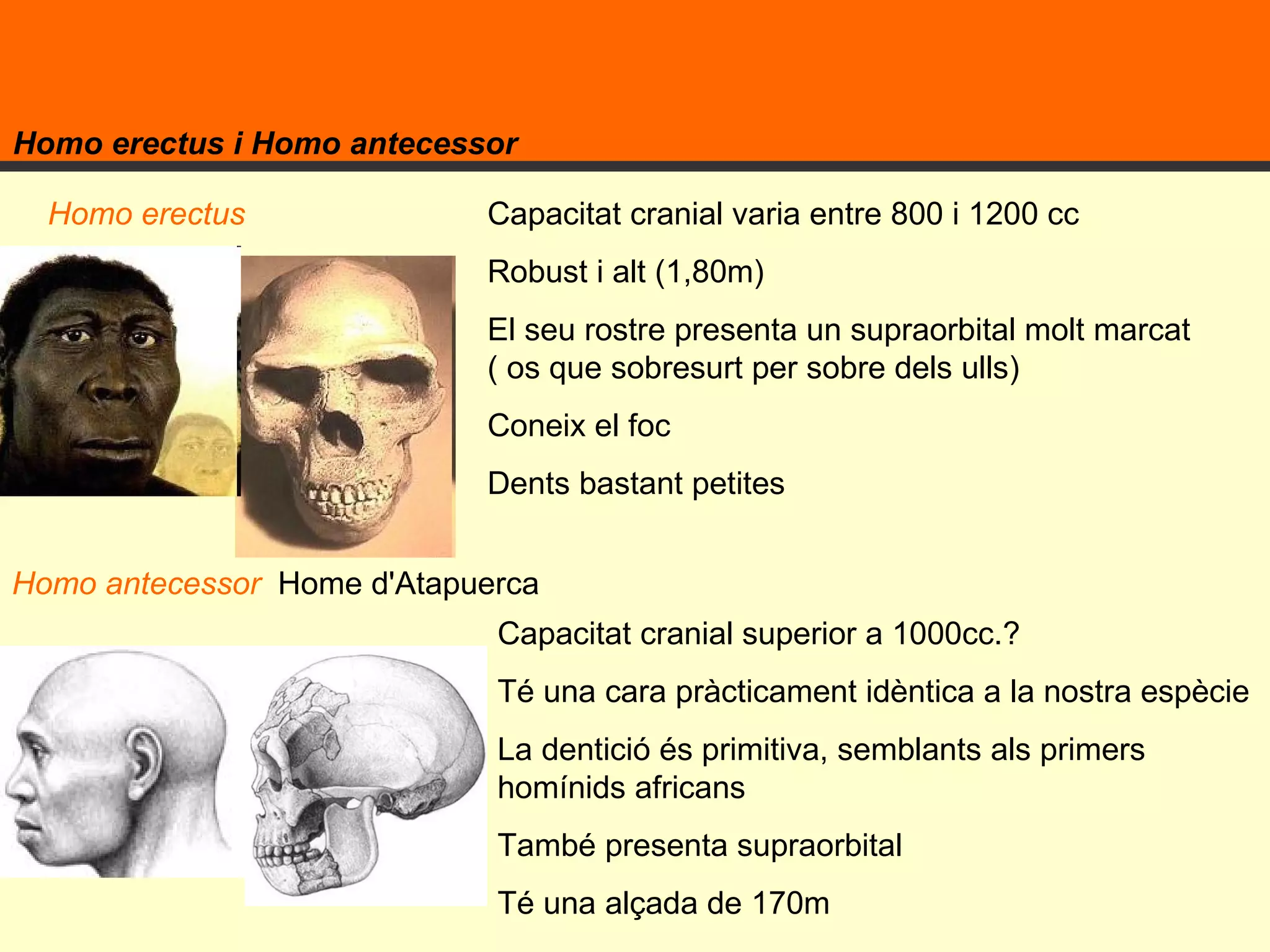 Homo erectus i Homo antecessor Capacitat cranial varia entre 800 i 1200 cc Robust i alt (1,80m) El seu rostre presenta un supraorbital molt marcat ( os que sobresurt per sobre dels ulls) Coneix el foc Dents bastant petites  Capacitat cranial superior a 1000cc.? Té una cara pràcticament idèntica a la nostra espècie  La dentició és primitiva, semblants als primers homínids africans També presenta supraorbital Té una alçada de 170m  Homo erectus Homo antecessor  Home d'Atapuerca 