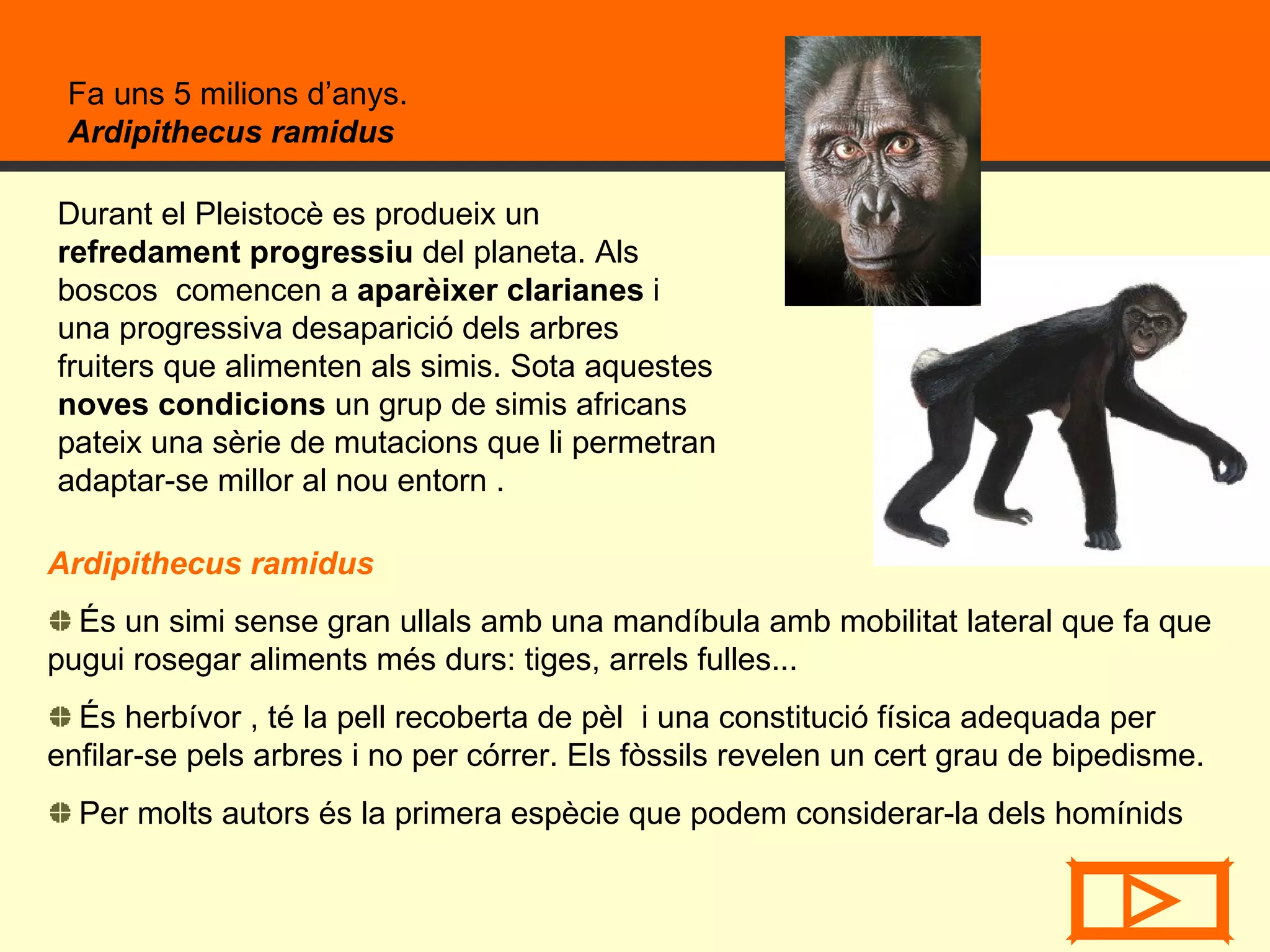 Fa uns 5 milions d’anys.  Ardipithecus ramidus   Ardipithecus ramidus És un simi sense gran ullals amb una mandíbula amb mobilitat lateral que fa que pugui rosegar aliments més durs: tiges, arrels fulles... És herbívor , té la pell recoberta de pèl  i una constitució física adequada per enfilar-se pels arbres i no per córrer. Els fòssils revelen un cert grau de bipedisme. Per molts autors és la primera espècie que podem considerar-la dels homínids Durant el Pleistocè es produeix un  refredament progressiu  del planeta. Als boscos  comencen a  aparèixer clarianes  i una progressiva desaparició dels arbres fruiters que alimenten als simis. Sota aquestes  noves condicions  un grup de simis africans pateix una sèrie de mutacions que li permetran adaptar-se millor al nou entorn . 
