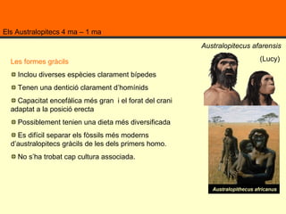 Els Australopitecs 4 ma – 1 ma Australopitecus afarensis   (Lucy)  Les formes gràcils  Inclou diverses espècies clarament bípedes Tenen una dentició clarament d’homínids  Capacitat encefàlica més gran  i el forat del crani adaptat a la posició erecta Possiblement tenien una dieta més diversificada Es difícil separar els fòssils més moderns d’australopitecs gràcils de les dels primers homo.  No s’ha trobat cap cultura associada.  