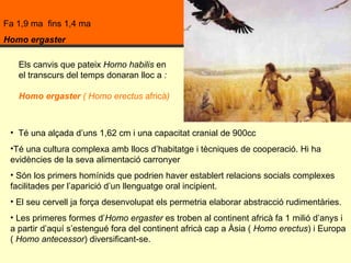 Fa 1,9 ma  fins 1,4 ma  Homo ergaster Té una alçada d’uns 1,62 cm i una capacitat cranial de 900cc Té una cultura complexa amb llocs d’habitatge i tècniques de cooperació. Hi ha evidències de la seva alimentació carronyer  Són los primers homínids que podrien haver establert relacions socials complexes facilitades per l’aparició d’un llenguatge oral incipient.  El seu cervell ja força desenvolupat els permetria elaborar abstracció rudimentàries. Les primeres formes d’ Homo   ergaster  es troben al continent africà fa 1 milió d’anys i  a partir d’aquí s’estengué fora del continent africà cap a Àsia (  Homo erectus ) i Europa (  Homo antecessor ) diversificant-se.  Els canvis que pateix  Homo habilis  en el transcurs del temps donaran lloc a  : Homo ergaster  ( Homo erectus  africà )   